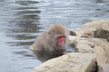 Snow monkey onsen (macaques) in the pool in winter at the snow monkey park, Japan