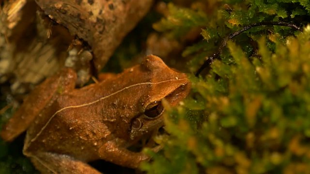 macro of coqui frog in its natural habitat