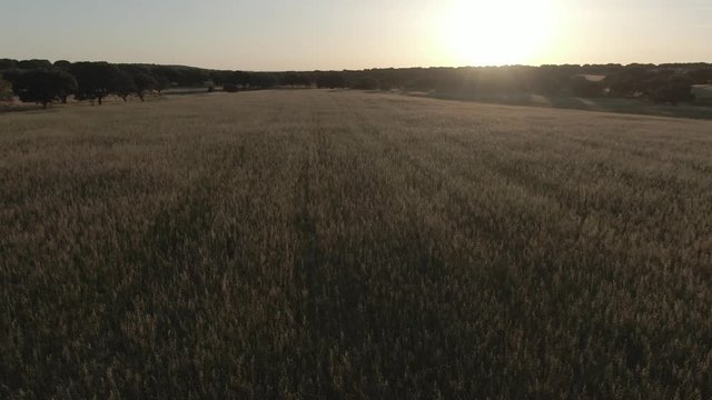 drone video in the meadow of Extremadura at sunset