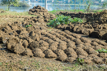 Cakes of cow dung kept outside in sunlight to dry natural fuel bio gas - image