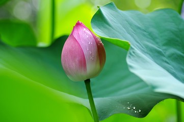雨に濡れている蓮の蕾です