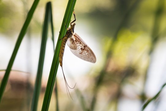 Mayfly (Ephemeroptera), Pupplinger Au, Upper Bavaria, Bavaria, Germany, Europe