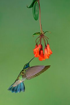 Mexican violetear (Colibri thalassinus) in flight, drinking nectar on a red flower, Costa Rica, Central America