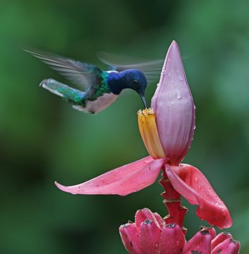 White-necked jacobin (Florisuga mellivora) in flight, drinking nectar with pink flower, Costa Rica, Central America