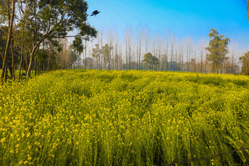 Mustard field in bloom against blue sky, indian village, countryside background - Image