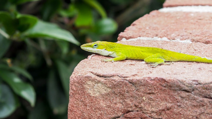 green chameleon on the fence rail