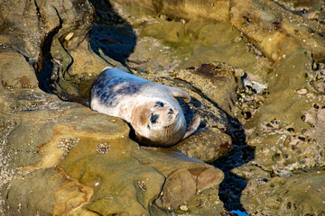 Harbor Seal Nestled in the Rocks