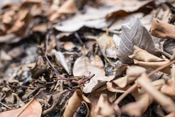 Dry leaves