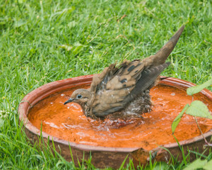 Pidgeon bathing in a clay pot in the grass