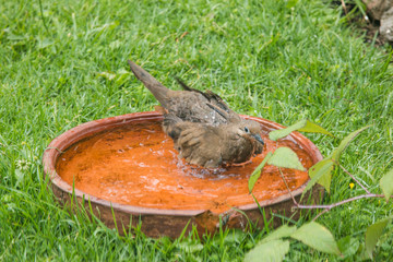 Pidgeon bathing in a clay pot in the grass