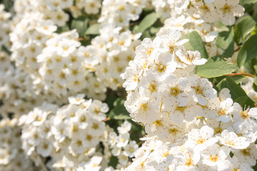 spring bloom of white shrub flowers
