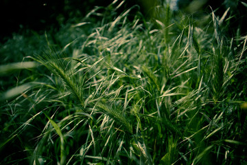 green ears in a sunny field and grass
