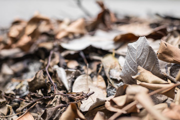 Dry leaves