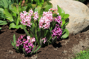 Purple hyacinthes  on the flower bed