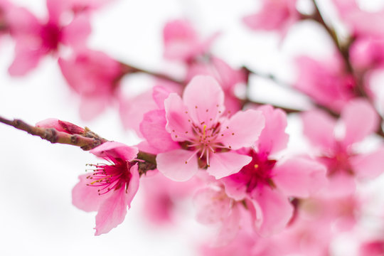 pink cherry blossom on a white background