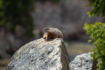 Yellow Bellied Marmot