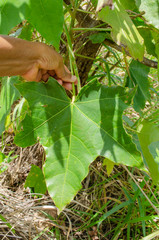 Hand Holding Stem Of Leaf