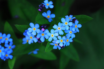 Small blue flowers