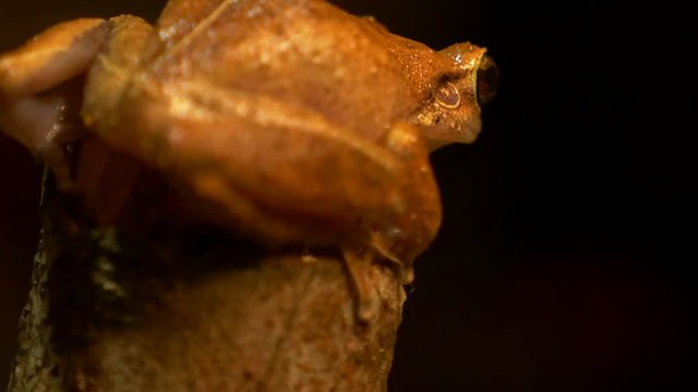 macro of coqui frog in its natural habitat