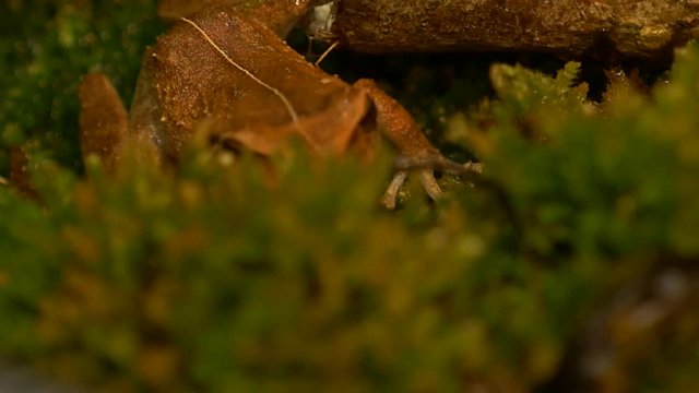 macro of coqui frog in its natural habitat