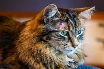Pet domestic tabby cat with purple stitches on head