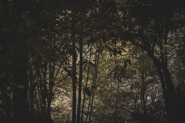 Dark Forrest