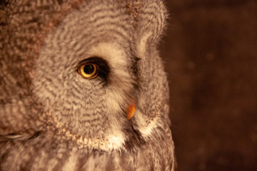 横を見るフクロウ