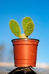 pequeño cactus sobre azotea