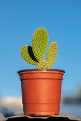 cactus sobre azotea con cielo azul celeste