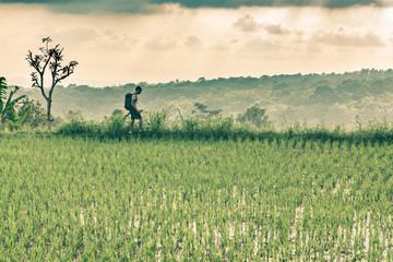 Backpacker walking among rice fields on a cloudy day. retro toning colors