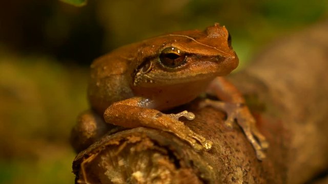 macro close up shot of coqui frog in forest rack focus