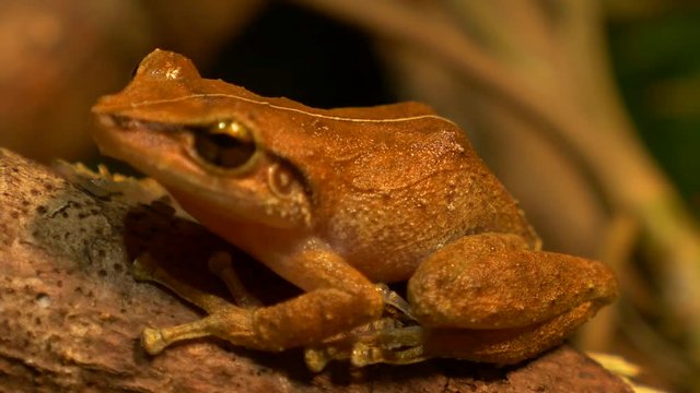 macro close up of coqui frog in a forest rack focus!!