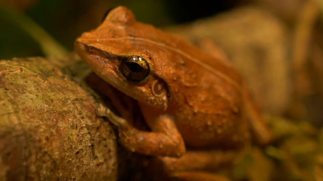 macro close up of coqui frog in a forest rack focus!!