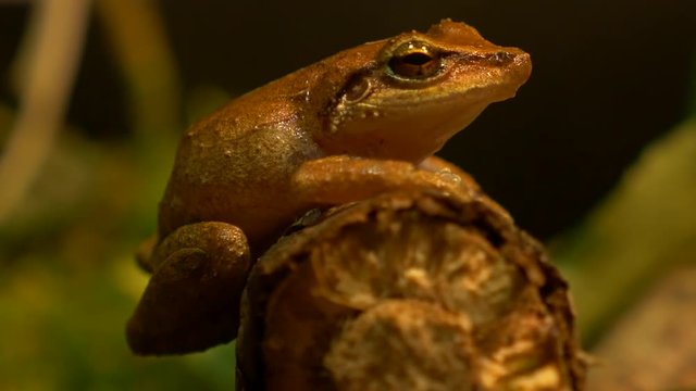 macro close up shot of coqui frog in forest rack focus
