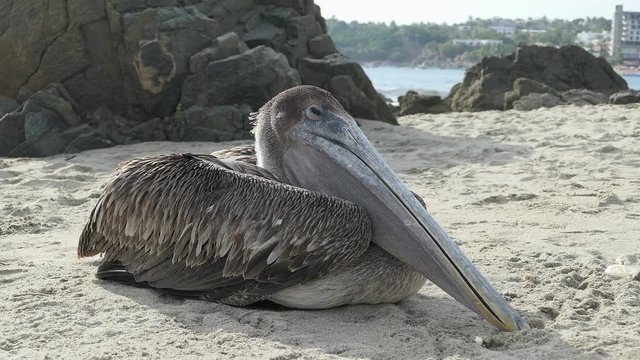 P&eacute;lican en train de mourir su la plage de Puerto Escondido, Mexique 4K