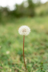 dandelion