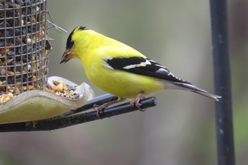 Yellow Finch