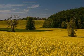 Obraz premium beautiful rape field in hilly landscape in Holstein Switzerland