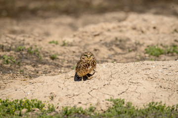 Burrowing Owl poses near it's burrow