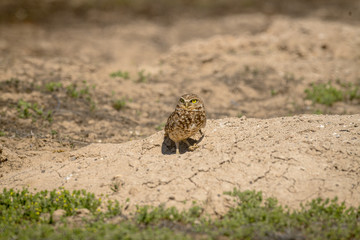 Burrowing Owl poses near it's burrow