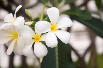 Fototapeta na wymiar Tropical white frangipani flowers on green leaves background. Close up plumeria tree.