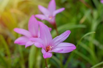Zephyranthes flower beautiful