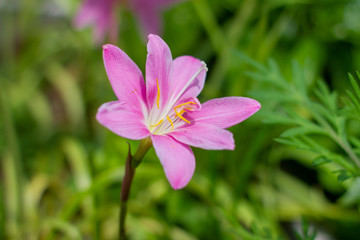 Zephyranthes flower beautiful