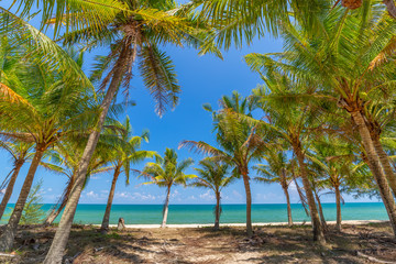 Fototapeta na wymiar Coconut Palm trees on white sandy beach and blue sky in south of Thailand