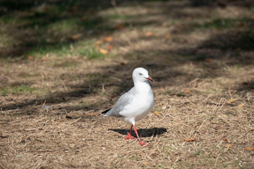 confident seagull in grass