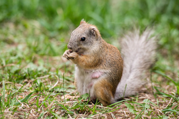 Pregnant squirrel enjoying a snack on a green background