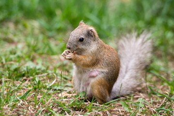 Naklejka na ściany i meble Pregnant squirrel enjoying a snack on a green background