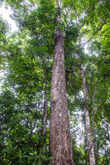 Fototapeta premium Green trees in the forest.