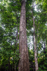 Green trees in the forest.