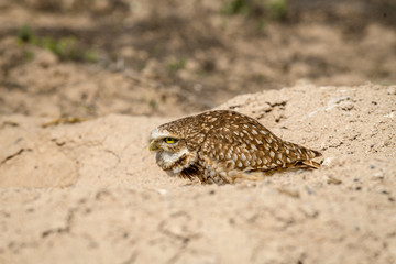 Burrowing Owl poses near it's burrow